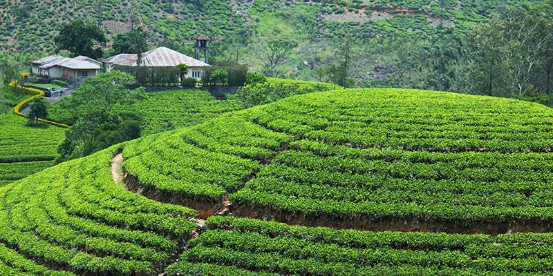 nuwara eliya 9 2