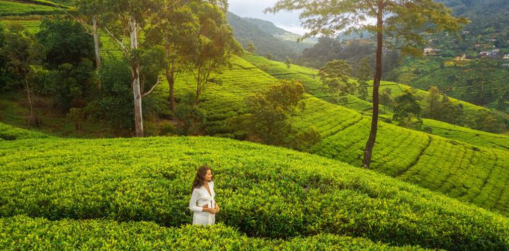 nuwara eliya3
