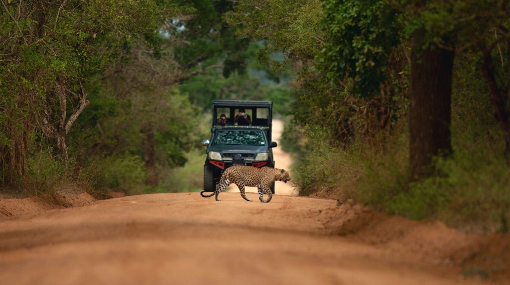 yala national park 1